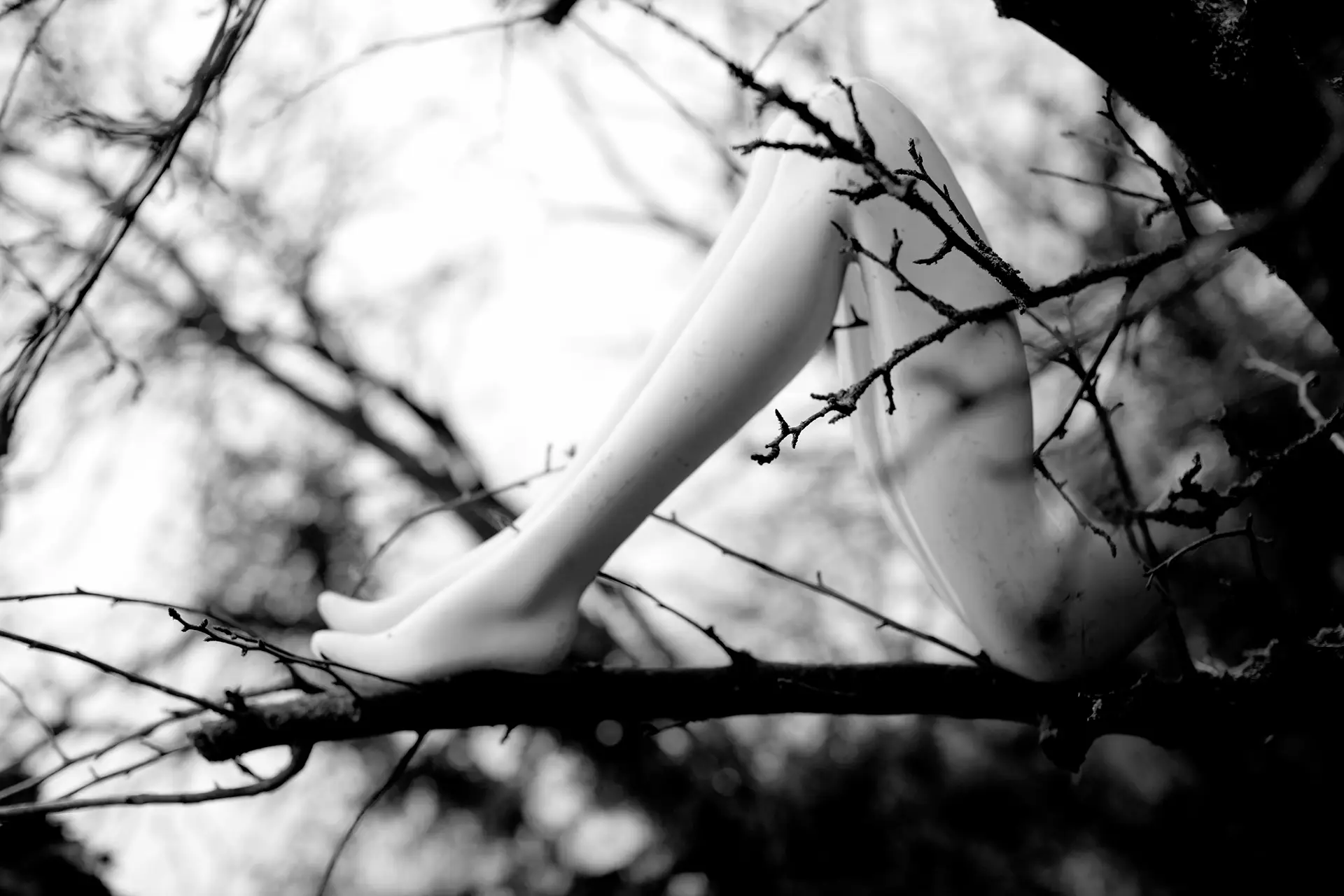 Mannequin legs in a forest. Series entitled The nature of all things by artist Julianne Rose